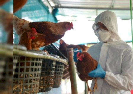 Gripe Aviária: casos suspeitos sobem para dez, mas exportações seguem protegidas