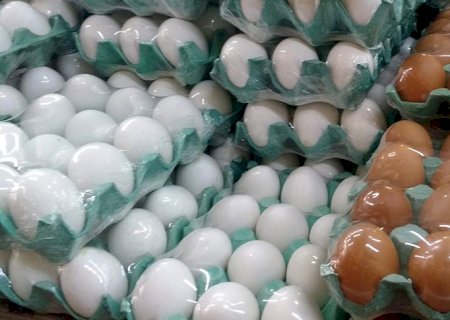Exportações de ovos crescem 295,8% em maio