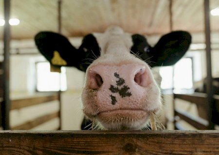 Focinho como digital: biometria bovina garante rastreio desde o nascimento