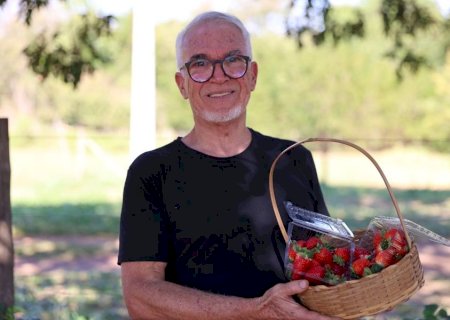 João se reinventa após aposentadoria com cultivo de morangos e auxílio do Senar/MS