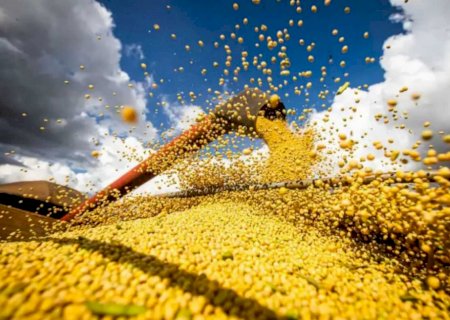 Polinização animal contribui, em média, com 13,1% do valor da produção agrícola de MS