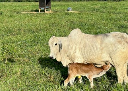 Sustentabilidade no Acre: a modernização da criação de bezerros e seu potencial