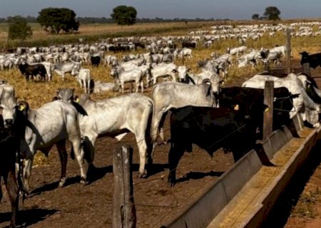 Pecuária de ciclo curto: como o novo boitel JBS em MS otimiza sua engorda