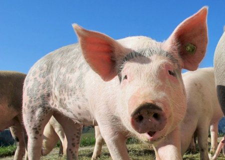 Carne suína perde competitividade frente às concorrentes