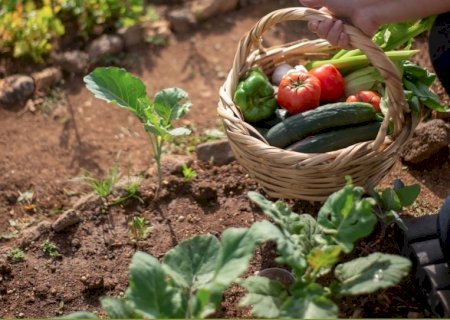 No Dia do Agricultor, produtores rurais mostram que o campo é feito de trabalho, paixão e inovação
