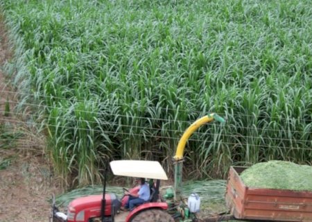 Pasto seco: capiaçu e kurumi são a solução da Embrapa para sua fazenda