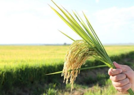 Arroz: cotações valorizam em julho, mas acumulam queda no ano