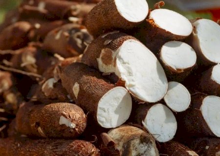 Produtores de mandioca em MS poder&atilde;o vender f&eacute;cula e farinha ao governo federal