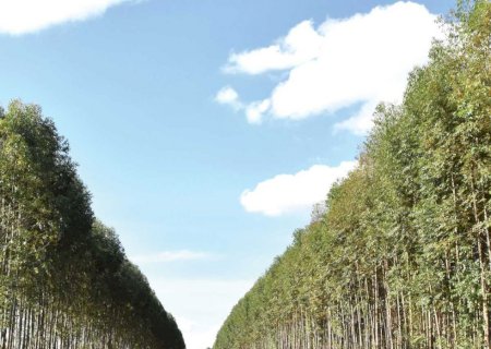 Concorrentes da celulose, Suzano e Eldorado firmam acordo inédito de permuta de madeira em MS