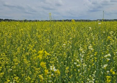 Visando diversificar safra agrícola, Governo posterga recolhimento do ICMS da carinata e outros 5 produtos