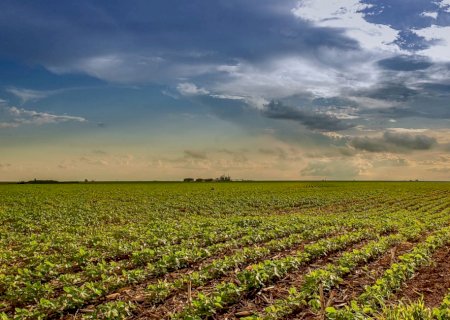 Crescimento de área para a soja em 2025/26 deve ser o menor em 5 anos