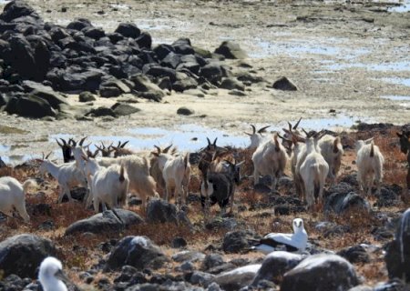 Cabras ficaram 200 anos isoladas em ilha e agora viram objeto de pesquisa