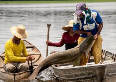 Pesca de 19 mil pirarucus é autorizada em reserva ambiental