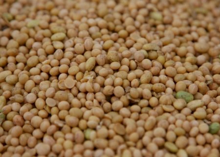 Mercado de soja deve seguir travado ao longo do dia, aponta consultoria