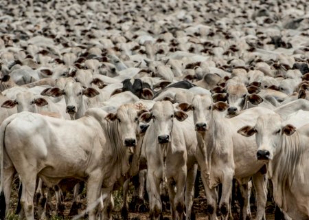 Arroba do boi gordo teve aumento de até 7,5% em agosto; setembro também promete altas