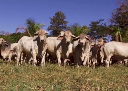Da seleção ao lucro: genética tabapuã é a chave para a pecuária do Nordeste