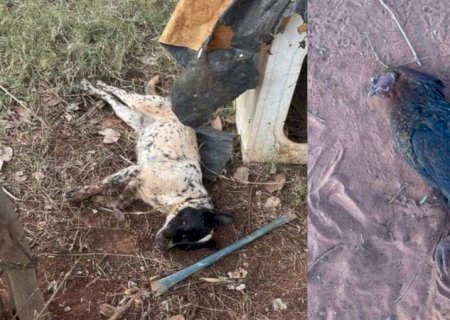 Mulher e crianças são resgatados após ataque de abelhas matar animais em Nova Andradina