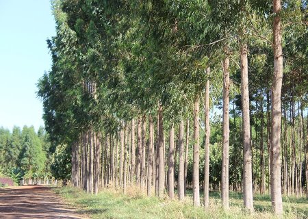 Planilha calcula custo de produção e tratamento da madeira na propriedade rural