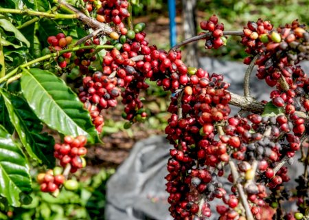 Café: perspectiva é de baixo rendimento no final da colheita