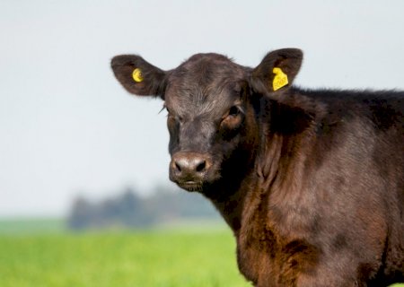 Angus e ultrablack: inscrições abertas para prova de eficiência alimentar em animais jovens