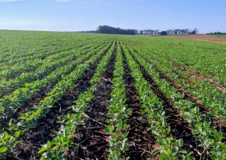 Justi&ccedil;a Federal mant&eacute;m veto &agrave; compra de soja de &aacute;reas desmatadas