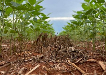 Mato Grosso do Sul sedia a Abertura Nacional do Plantio da Safra de Soja 2025/2026