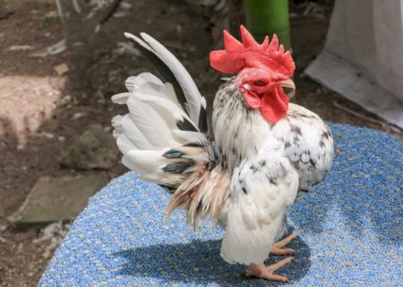 Menor galinha do mundo conquista criadores no Brasil