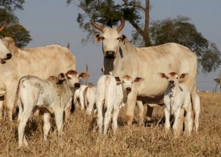 Reprodução bovina: indutor de ovulação eleva taxa de prenhez em 9%