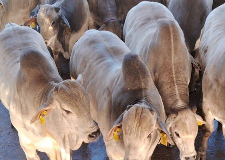 Boi nelore de 22 meses com 29,7 arrobas: recorde histórico em Lins (SP)
