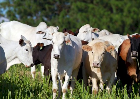 Preços do boi gordo: confira o fechamento da arroba e do atacado