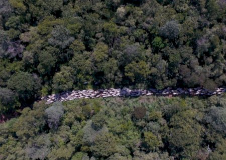Lula sanciona lei de licenciamento ambiental com 63 vetos