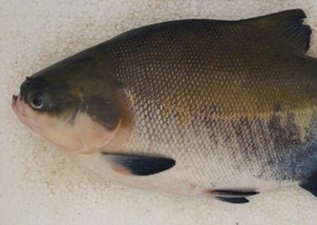 Pesquisadores usam inteligência artificial para medir nível de estresse de peixe