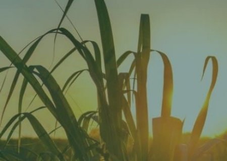 O futuro do agro paulista: conquistas, desafios e o compromisso com o diálogo