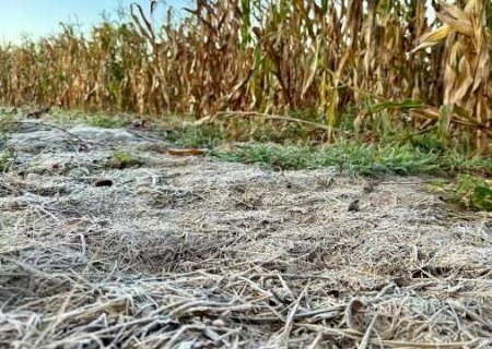 Julho teve chuvas abaixo da m&eacute;dia e temperaturas de 1&ordm;C a 36&ordm;C em MS
