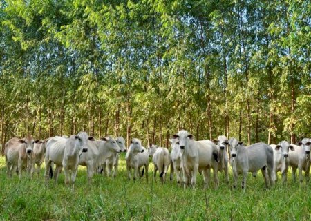 Novo aplicativo facilita consulta técnica sobre integração lavoura-pecuária-floresta