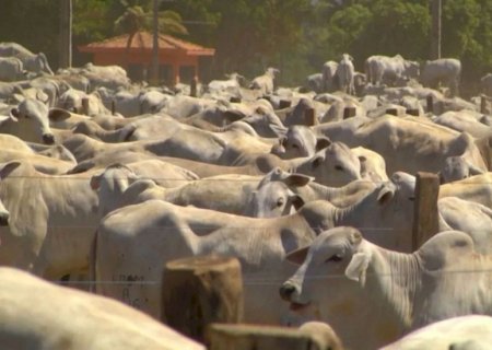 Confira estratégias para manter seu rebanho saudável na época seca