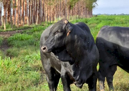 Pecuária em MT: pecuarista faz boiada de 21 arrobas com TIP fora da curva