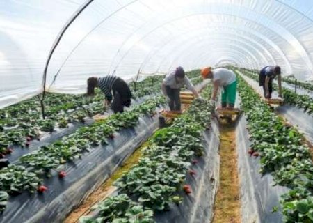 N&uacute;mero de cooperados no agro salta e setor gera 9 mil empregos em MS