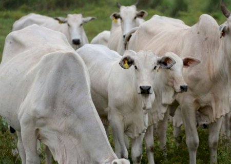 Vaca rejeita o bezerro? A chave da habilidade materna está no manejo e nutrição. Entenda