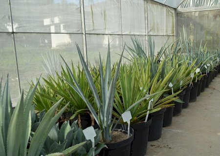 Planta da tequila será transformada em etanol e forragem no Brasil