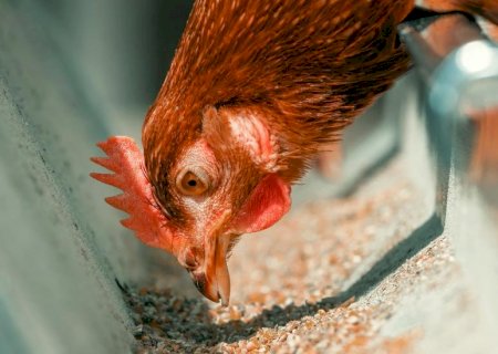 Dia da Avicultura: a importância da integração entre grãos e aves em Mato Grosso do Sul