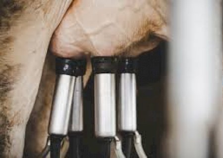 Produtores de leite contam os cuidados e vantagens da terceira ordenha