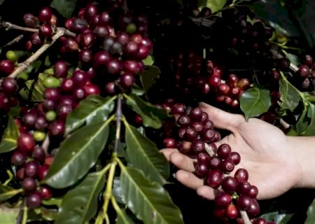 Café brasileiro deve entrar na lista de exceções do tarifaço