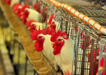 Japão se torna principal destino da carne de frango de MS em 2025