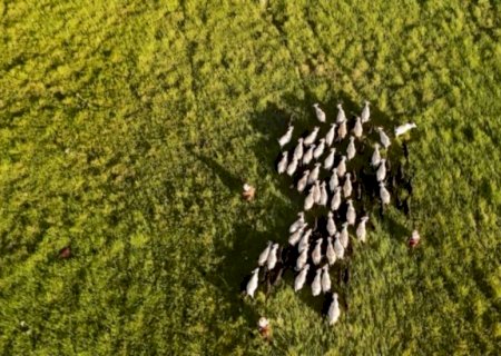 Sistema Antecipasto eleva produção e reduz emissões na pecuária