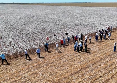 Executivos de seis países visitam fazenda de algodão na Bahia