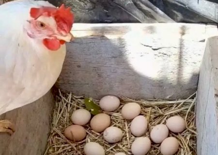 Avicultura alternativa cresce na Paraíba com ração própria e entreposto de ovos