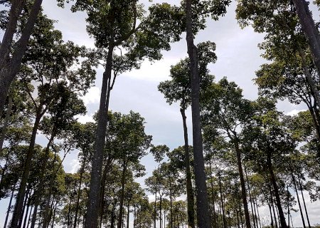 Soluções Baseadas na Natureza: A Chave para a Sustentabilidade no Brasil