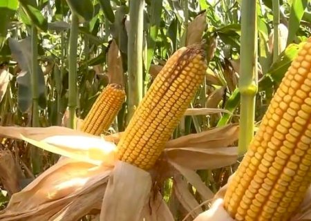 Estudo analisa impacto do El Niño e da La Niña no cultivo de grãos
