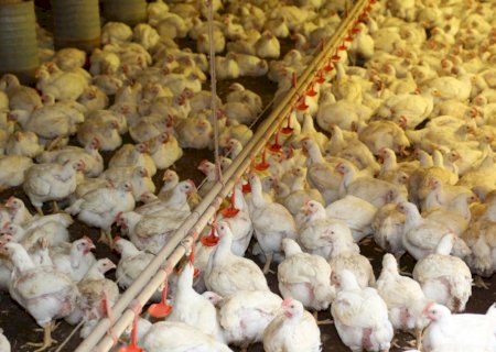 Como evitar prejuízos na avicultura e aumentar os lucros com biossegurança e vacinas